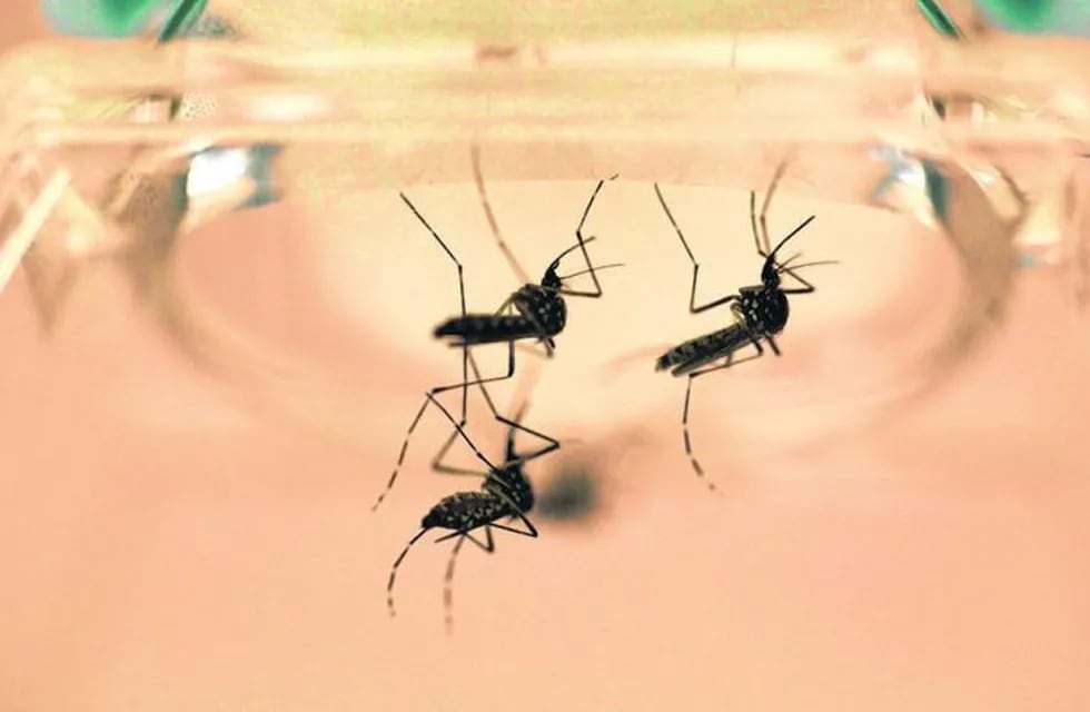 Se detectaron cuatro casos de dengue en Santiago.