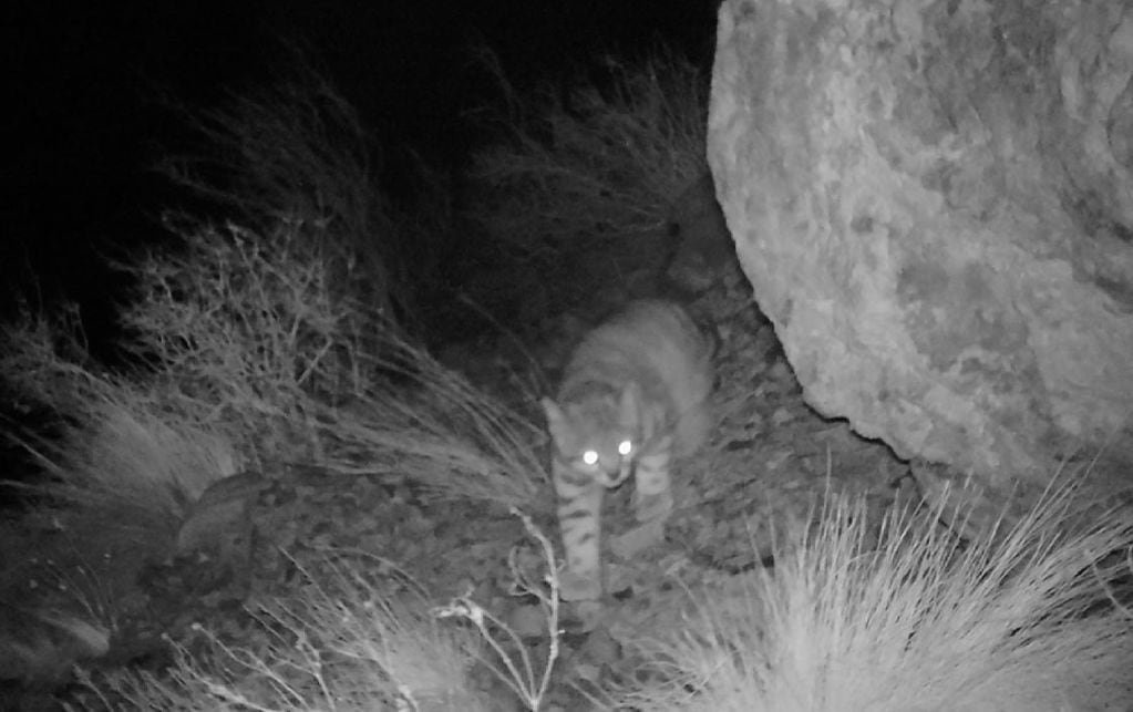 Encontraron imágenes que atestiguan la presencia de gato andino en el Valle de Uspallata.