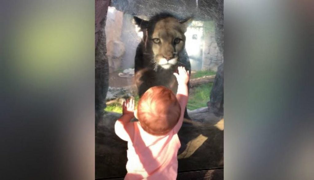 Una beba intentó acariciar a un puma pero el vidrio de seguridad que protegía su hábitat lo impidió.