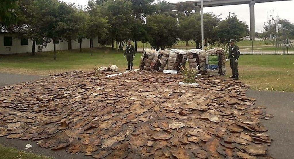 Gendarmería incautó pieles de iguana en el peaje de General Lagos. (Gendarmería)