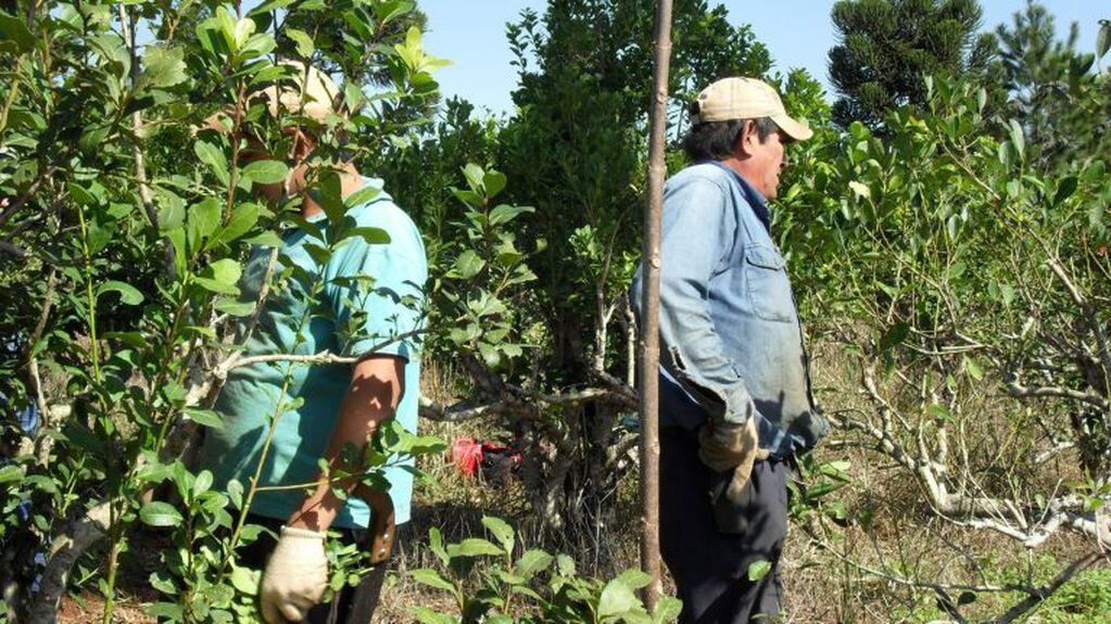 Trabajadores en la cosecha de yerba mate que en Misiones se llaman tareferos. (INYM)