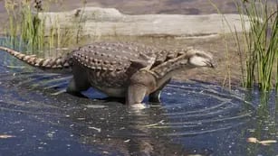 El anquilosaurio, el dinosaurio recientemente hallado en Río Negro