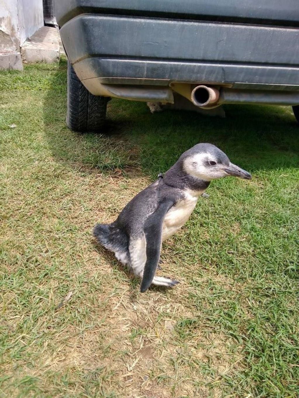 El pingüino de Magallanes  estaba en una casa de Santa Rosa de Calamuchita.