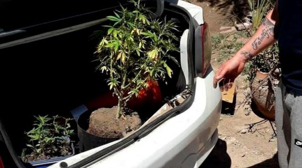 En el domicilio allanado encontraron también plantas de marihuana (Infopico)