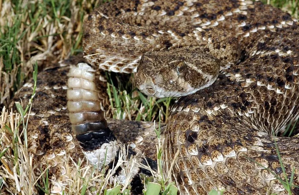 En Formosa un hombre murió luego de ser mordido por una serpiente de cascabel.