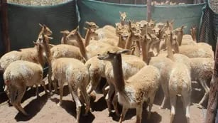 Por una fibra que vale oro: comenzó en Jujuy la temporada de esquila de vicuñas