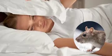 Soñar con ratas