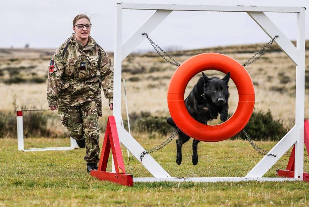 MIlitarización británica en Malvinas - Entrenamiento de perros de seguridad.