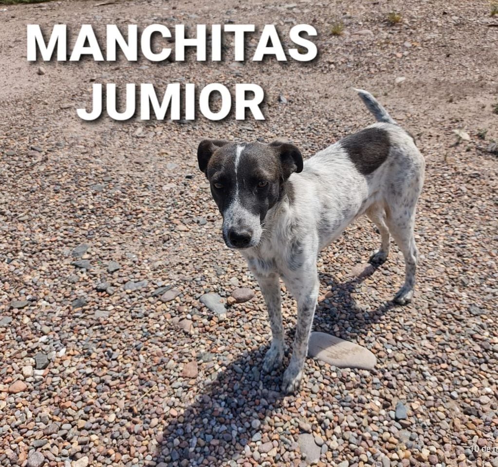 Manchitas Junior.