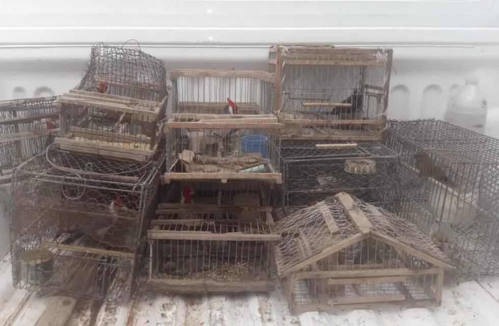 Rescataron aves en cautiverio en El Quebrachal. (Policía de Salta)