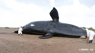 El Instituto de Conservación de Ballenas (ICB) confirmó hoy que ascendió a 30 el número de ballenas muertas en el Golfo Nuevo, sobre el interior de Península Valdés, en el extremo noreste del Chubut. (Gentileza ICB/Télam)