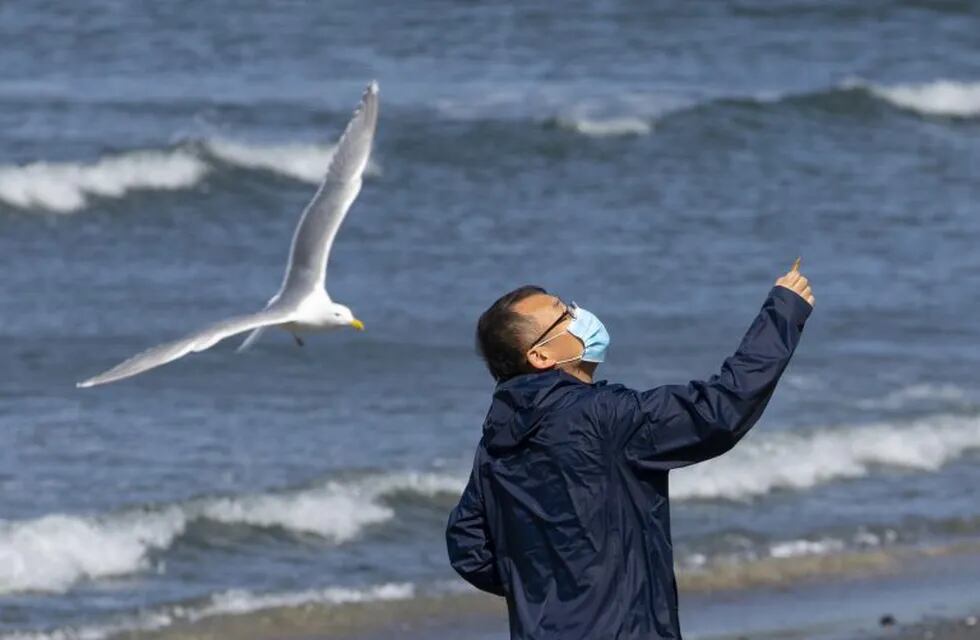EDMONDS, WA - MARCH 29: A seagull snatches a corn chip out of a man's hand on March 29, 2020 in Edmonds, Washington. Social distancing and wearing a mask has become the new normal for some people out in public since the coronavirus (COVID-19) outbreak.   Karen Ducey/Getty Images/AFP\n== FOR NEWSPAPERS, INTERNET, TELCOS & TELEVISION USE ONLY ==