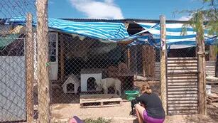 Ángeles de 4 patas, el refugio que necesita ayuda para seguir en pie.