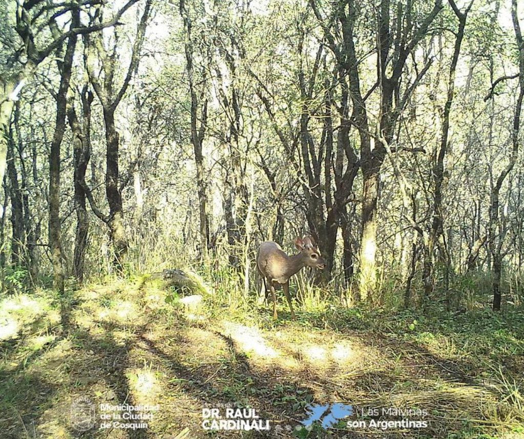 Relevamiento de mamíferos en la Reserva Natural Cultural Río Yuspe Cosquín y la Reserva Hídrica Natural Los Gigantes