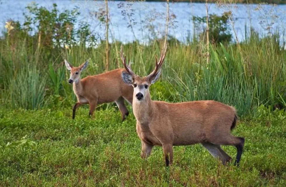 Llevarán 60 ejemplares de ciervos de los pantanos desde Iberá hasta El Impenetrable.