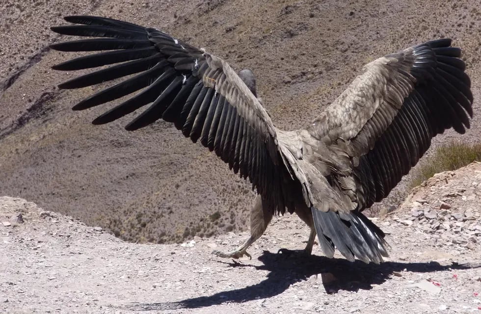 Apenas salido de la jaula, K’allpa ejercita sus enormes alas, que recuperaron plumas y fortaleza para volver a volar en los cielos de Jujuy y la cordillera de los Andes.