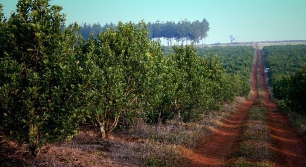 Plantación del "Oro verde" como llaman a la yerba mate en Misiones y la región. (CIMECO)