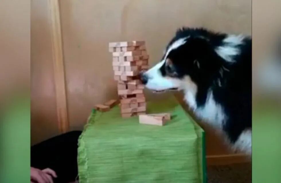 El video viral del perro que juega al jenga