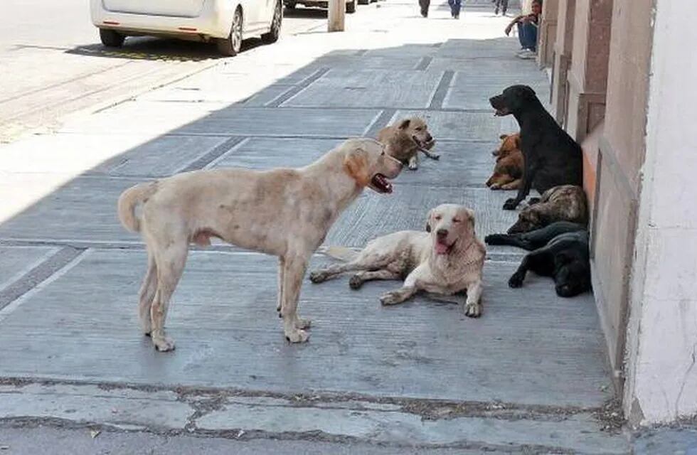 Vecinos solidarios construyeron una cucha para perros callejeros en Paraná