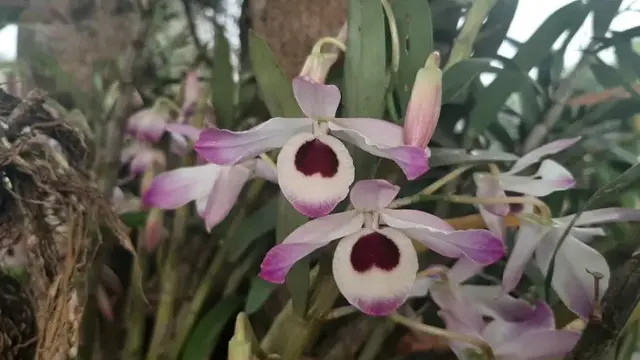 Por codicia, vecinos en alerta por robo de orquídeas