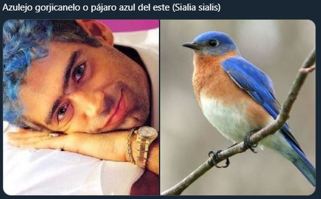 Rodrigo uno de los comparados con pájaros (Foto: Twitter)
