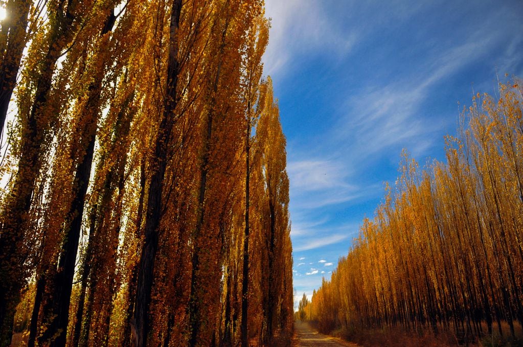 Se esperan días característicos para lo que es el otoño en Mendoza. Foto: Claudio Gutiérrez / Los Andes.
