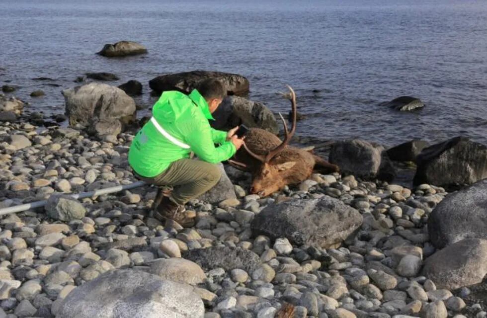 Hallaron un ciervo colorado muerto en las costas del Nahuel Huapi.