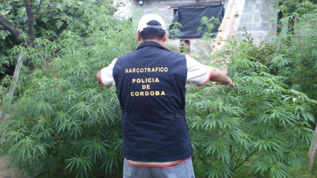ALLANAMIENTO. La Policía secuestró plantas de marihuana (Gentileza Policía de Córdoba).
