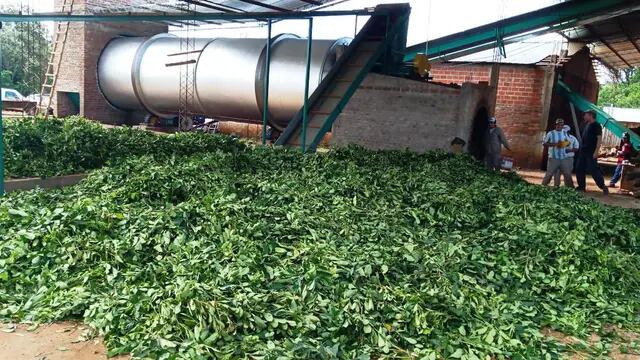 Fracrán: comenzó a funcionar en la Cooperativa Agropecuaria  un nuevo secadero de yerba mate