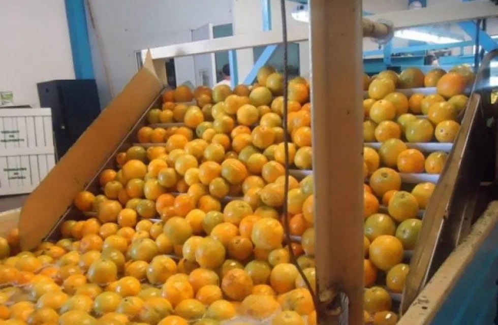Se inaugura planta de citrus