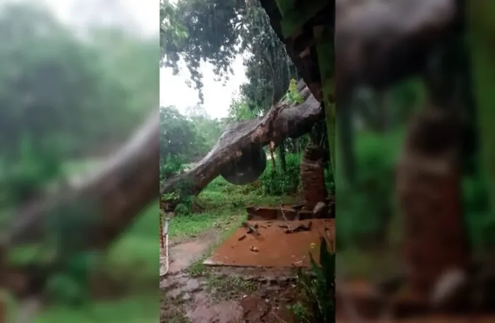 Por la feroz tormenta, un árbol cayó sobre una vivienda.