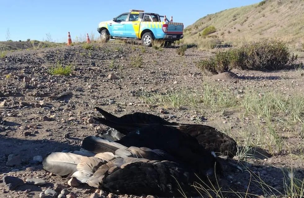 Personal de Recursos Naturales trasladó los restos del cóndor andino encontrado  a la vera de la Ruta 40 para investigar las causas de la muerte. Gentileza El Cuco Digital