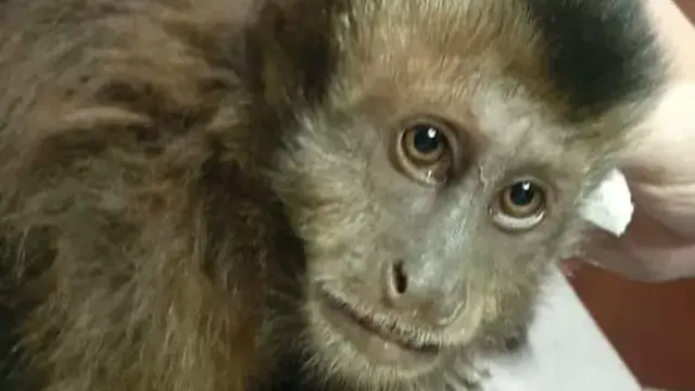 Rescatan a un Mono Caí que estaba en el tendido eléctrico en Puerto Iguazú