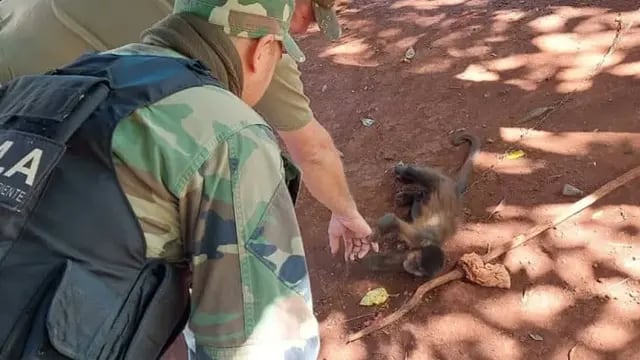 Colonia Delicia: rescatan a un mono caí que llevaba cinco años en cautiverio