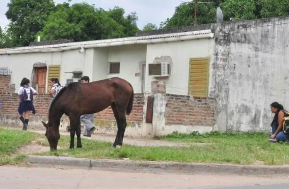 El caballo pateó a la señora en la puerta de su vivienda, en el barrio Banda Norte en Río Cuarto.