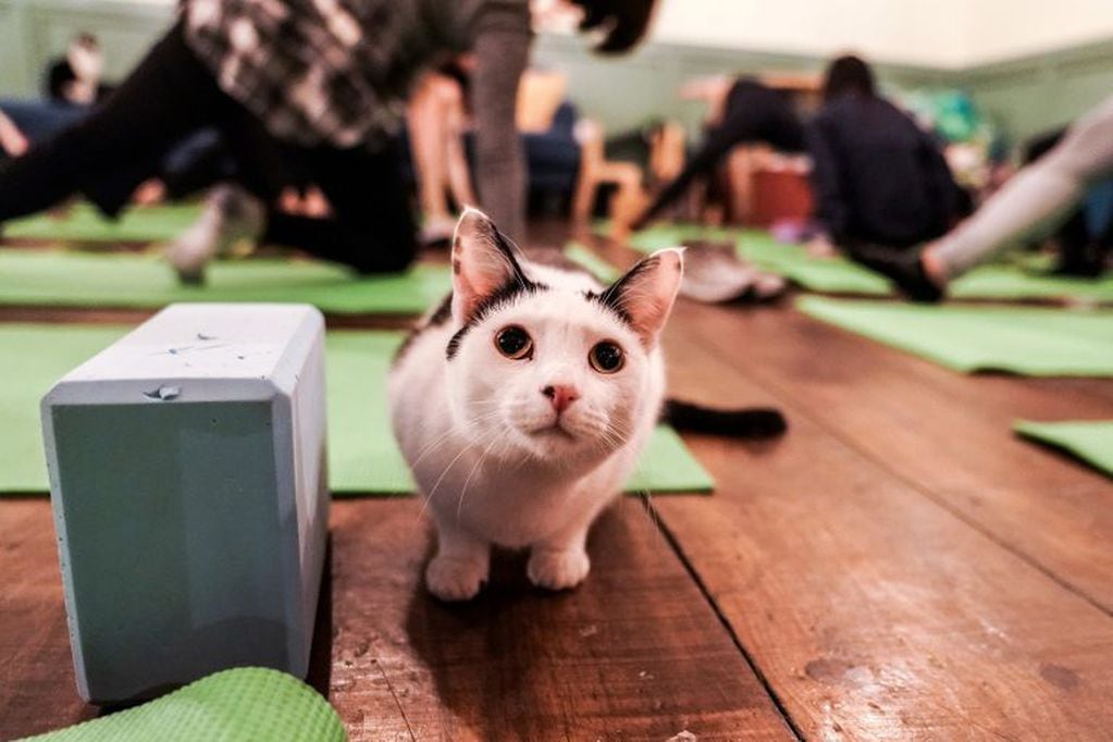 A cat sits on the floor during a cat yoga class at Brooklyn cat cafe in Brooklyn, New York, U.S., March 13, 2019. REUTERS/Jeenah Moon eeuu nueva york  yoga con gatos