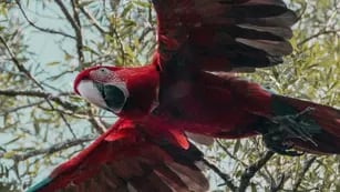 Después de 150 años extintos, cinco guacamayos rojos viven en libertad en el Iberá.