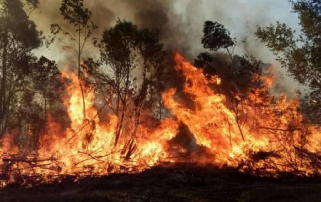 El 3,8 % de la superficie total de la provincia de Corrientes, lo que equivale a 335.043 hectáreas, resultó afectada por el fuego.