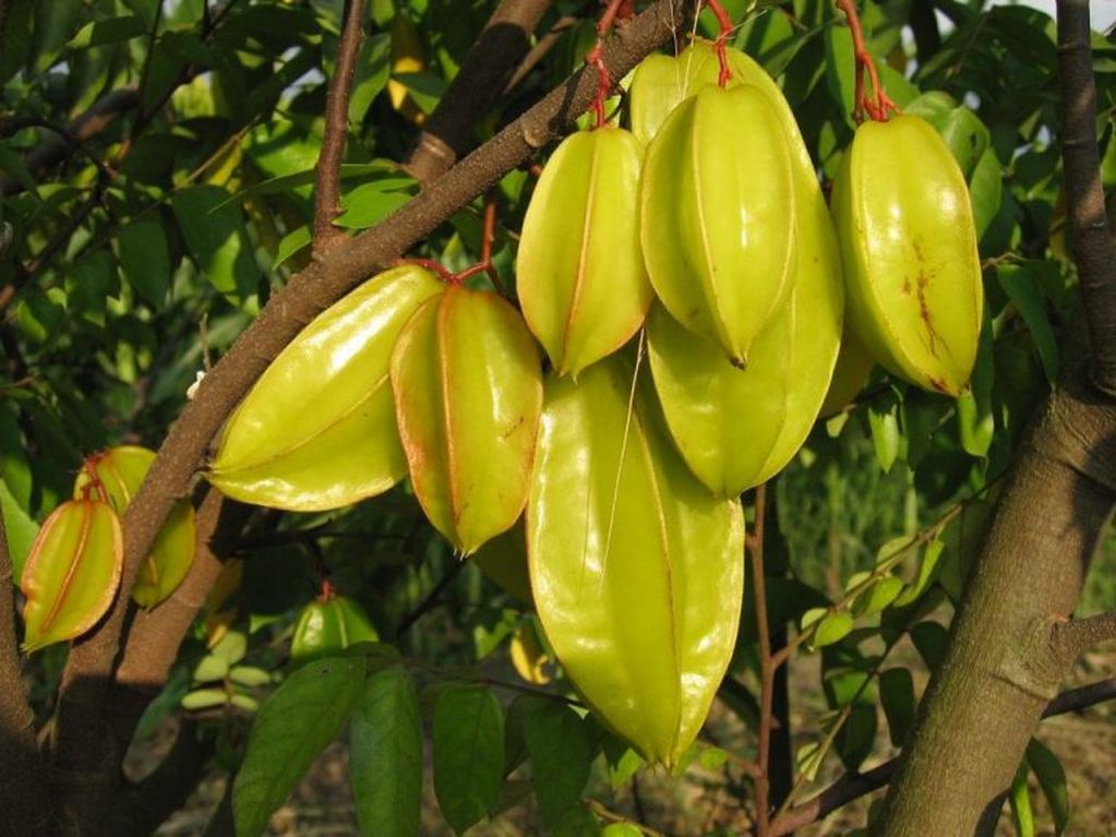 Árbol de Carambola