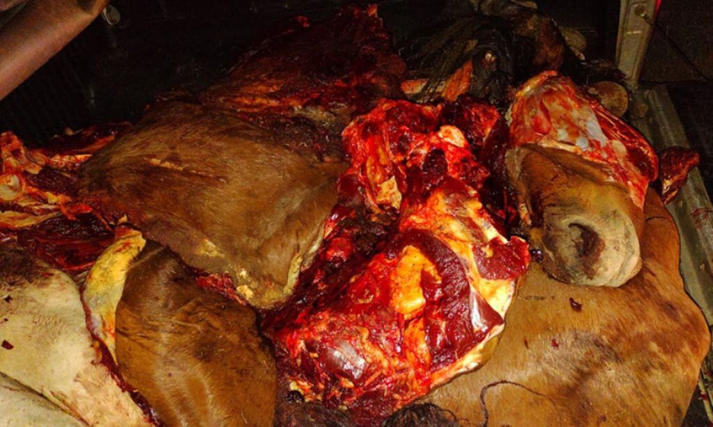 La carne de caballo que transportaban en una de las camionetas secuestradas. 