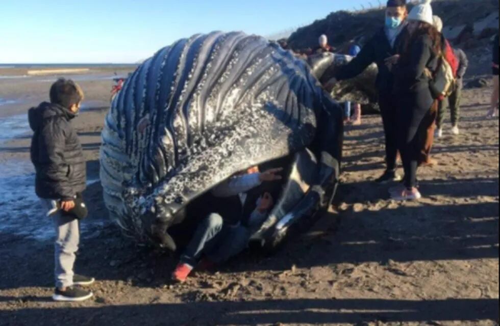 Apareció una ballena muerta en la playa de Comodoro Rivadavia y los vecinos se metieron en su interior para sacarse fotos