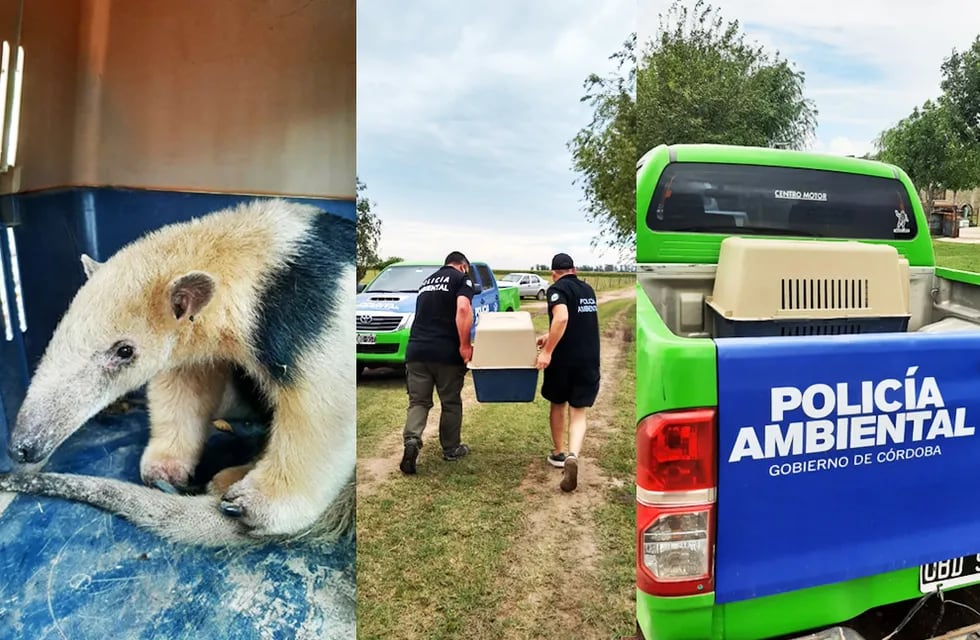 La Policía Ambiental rescató un oso melero en Bell Ville (Prensa Gobierno)