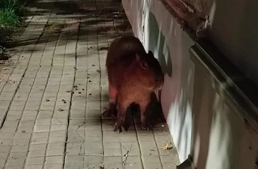 Al roedor lo encontraron a la noche en las calles del barrio Candioti.