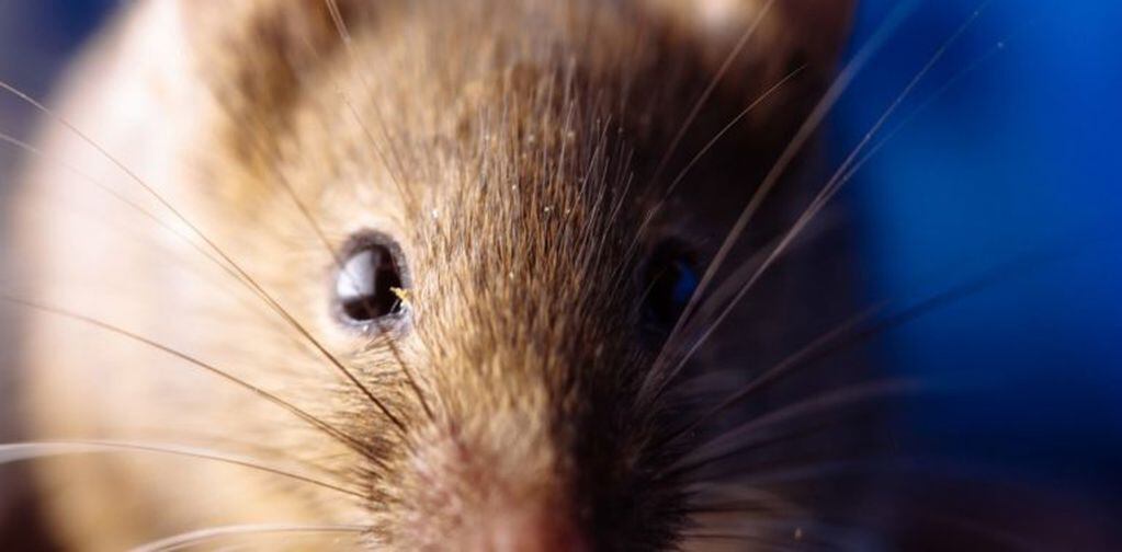 El virus es transmitido por las heces u orina de los roedores. (Web)