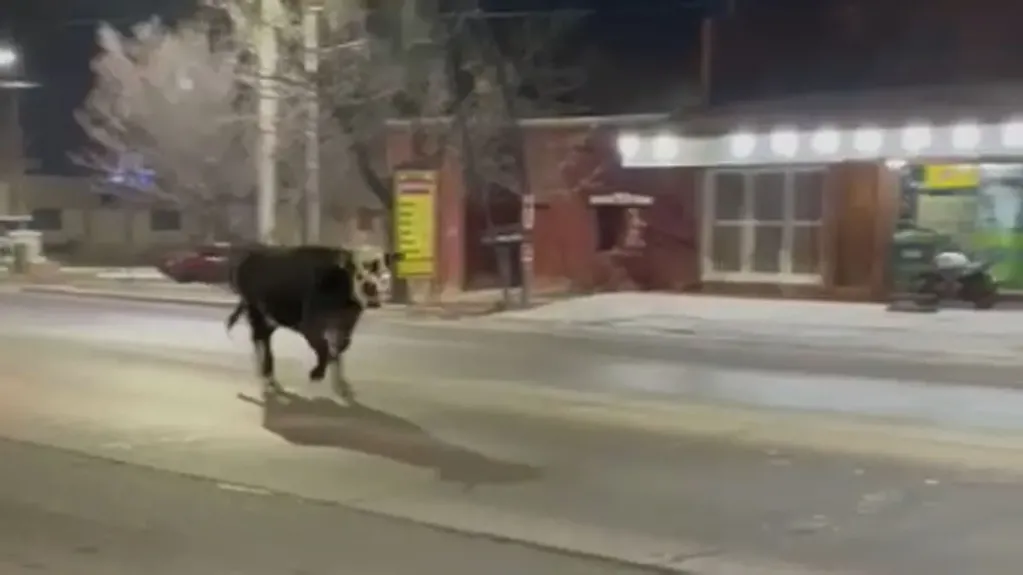 El impresionante video de un peligroso animal caminando por las calles de Maipú