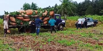 Capioví: se hizo pasar por el dueño del campo e intentó robar cosecha de yerba mate