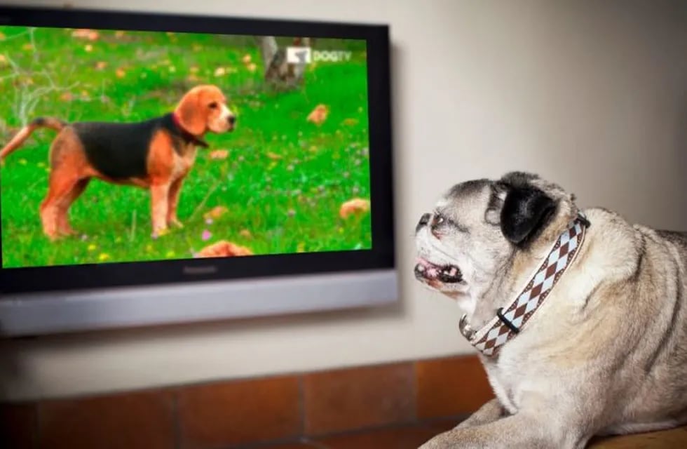 TV para perros: en las fiestas habrá un programa para que no sufran con los fuegos artificiales. (Animal Planet)