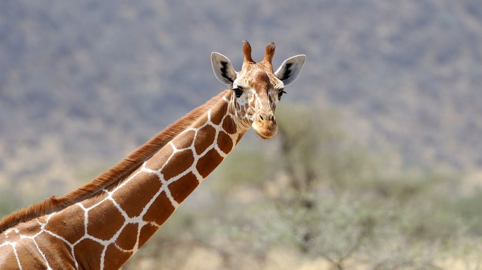 Una mujer causó indignación por cazar una jirafa de 17 años y posar con su corazón