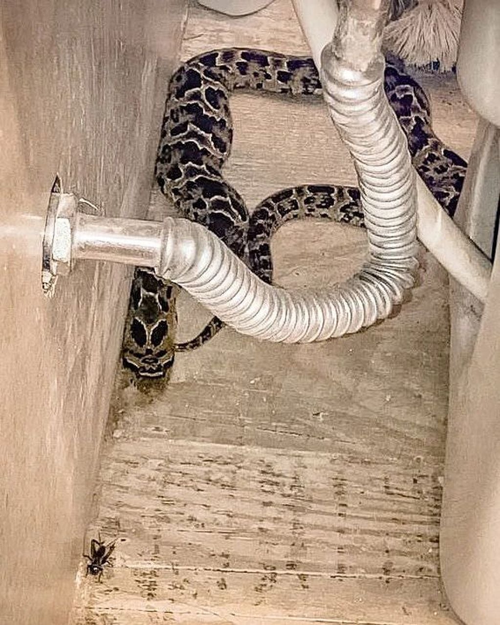 La serpiente estaba dentro del baño.