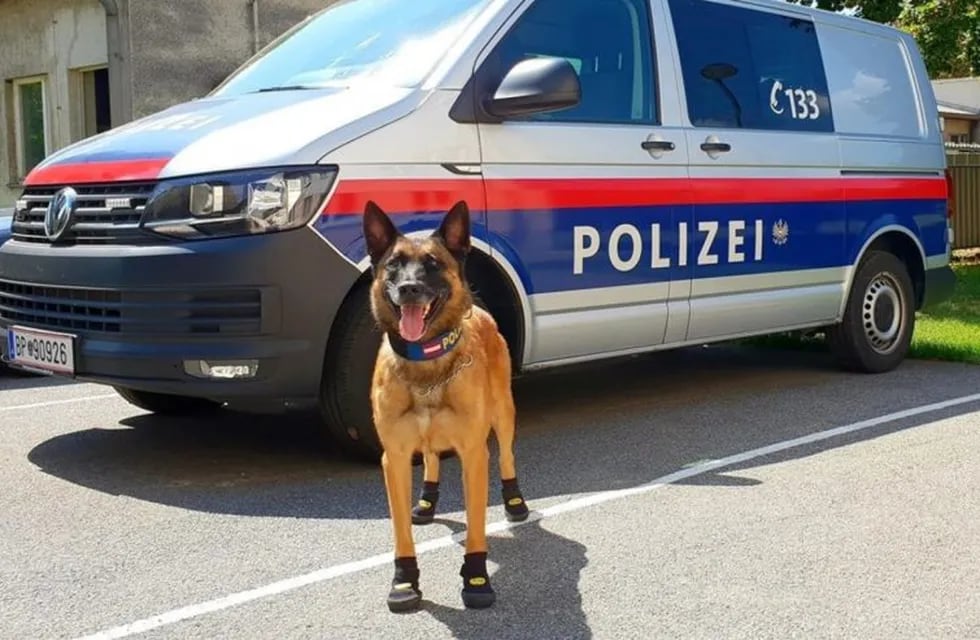 Los perros policías usan botas para el calor en Europa